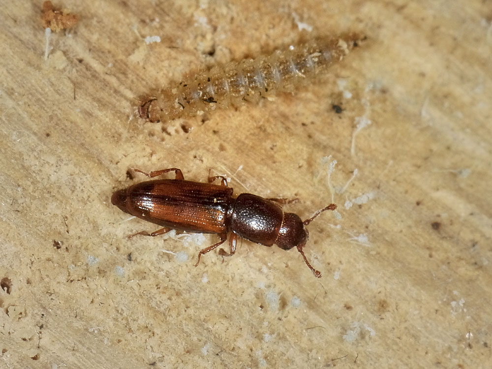 Monotomidae da identificare: Rhizophagus sp.